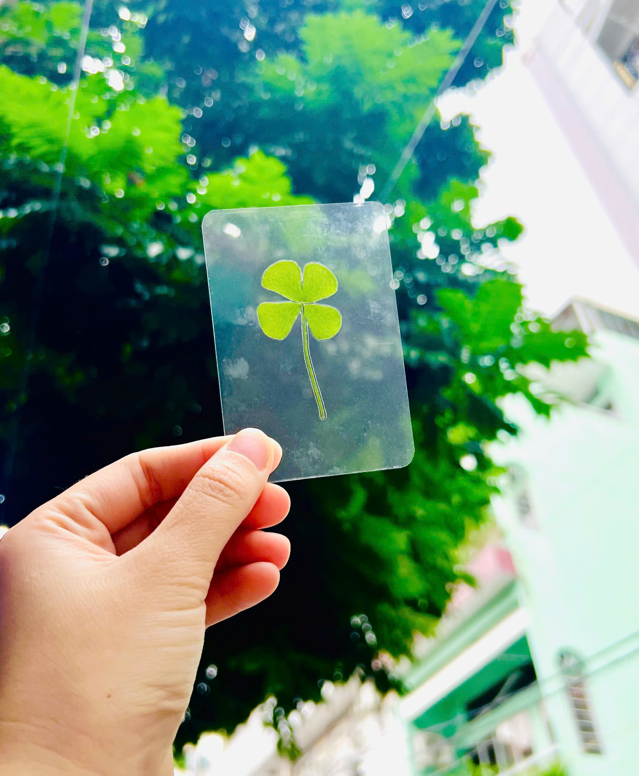 Cỏ 4 Lá Tự Nhiên Ép Khô – Biểu Tượng May Mắn