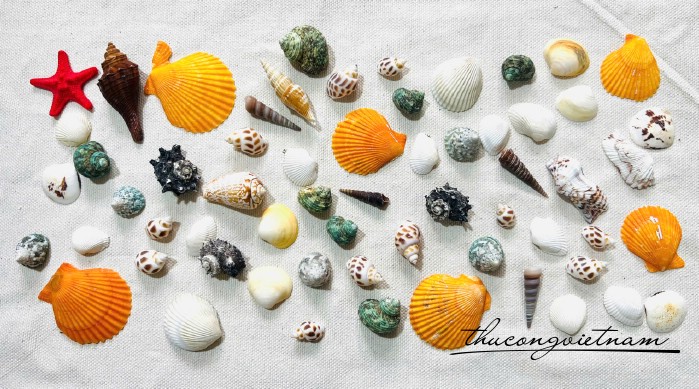 Túi vỏ sò 1–7cm (420g) - đủ loại ngẫu nhiên
