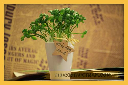 Chậu cây mầm xanh