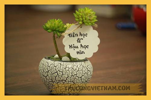 Chậu cây sen đất 