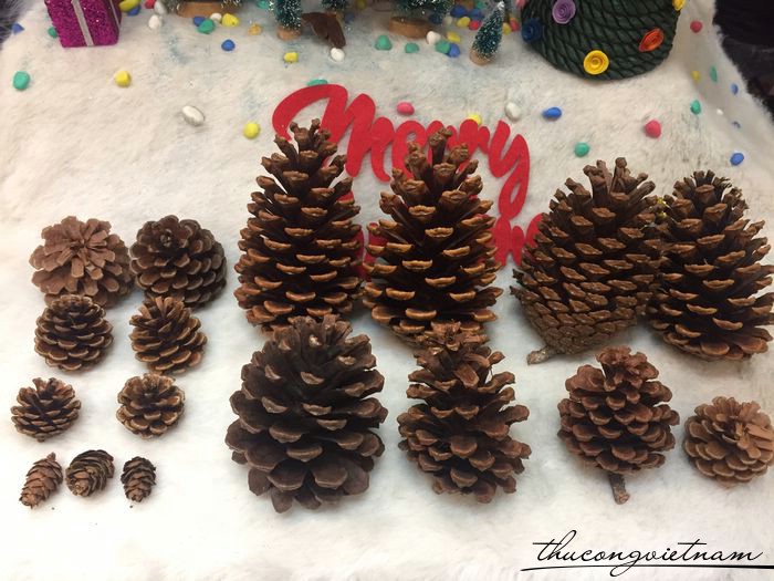 Quả thông khô các size